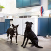 Speed Queen TR7003WN 25 5/8" Top Load Washer and Dryer Pair - Laundry room setting featuring the washer and dryer units by Speed Queen in use, with two adorable black dogs adding joy to the picture